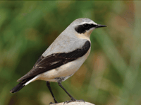 New bird guide shows moorland winners and losers