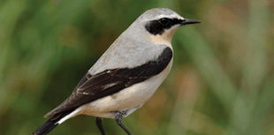 New bird guide shows moorland winners and losers