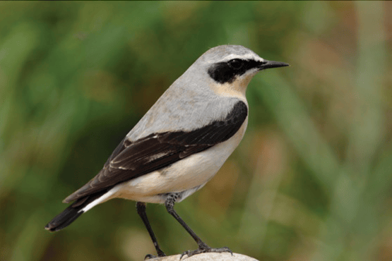 The northern wheatear, a summer visitor to Exmoor.