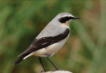 Free bird guide produced for nature lovers after survey of Exmoor's moorland