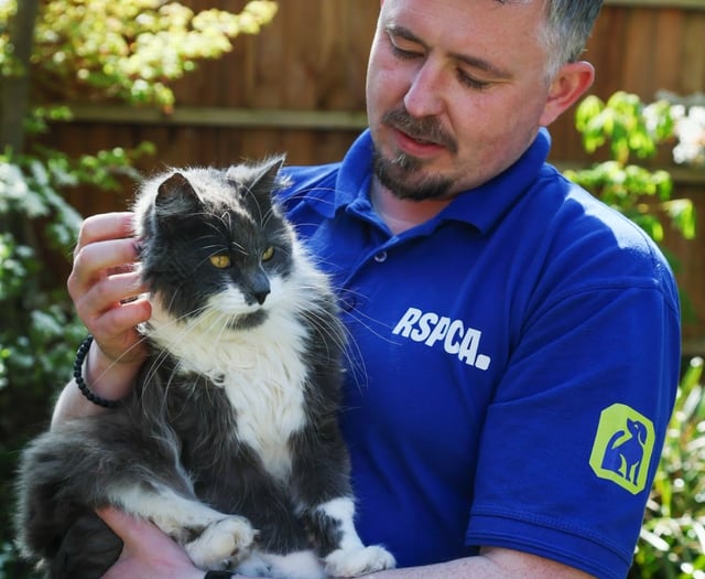 Figures reveal 263 reports of animal beatings during summer 