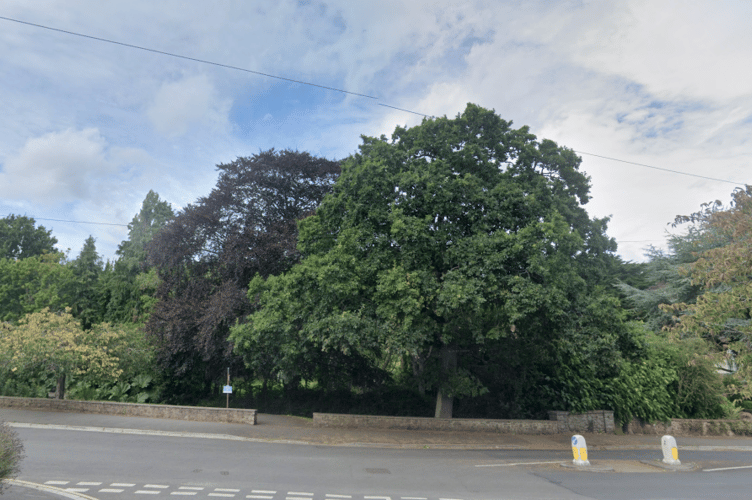 Trees in Minehead such as these in Parkhouse Road need to be surveyed for any risks.