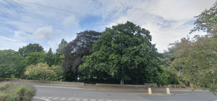 Trees in Minehead such as these in Parkhouse Road need to be surveyed for any risks.