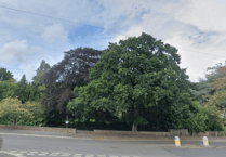 Councillors hear trees in Minehead need surveying to assess any risks