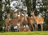 Deer management dilemma subject of upcoming talk