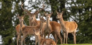 Deer management dilemma subject of upcoming talk