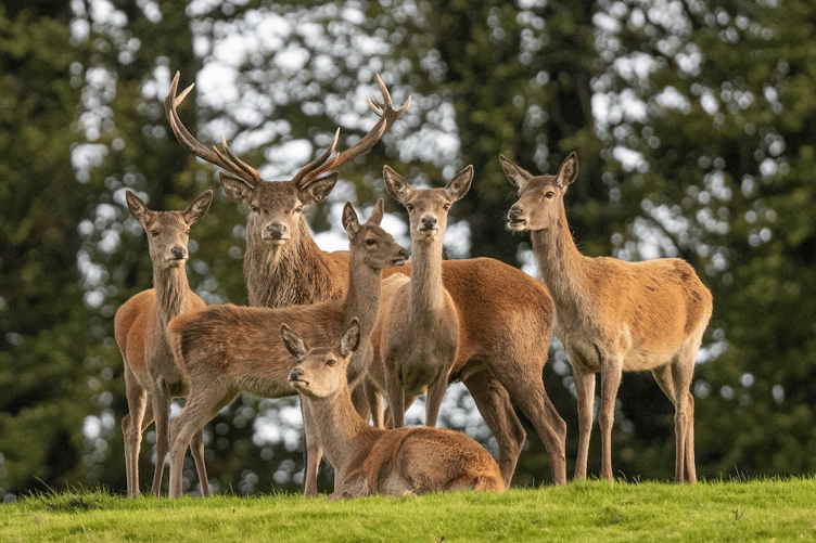 Red deer on Exmoor.
