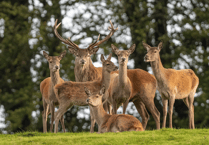 Culling is 'only viable' red deer management method, Exmoor audience will hear