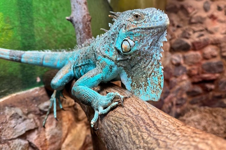 Tropiquaria Zoo is appealing for people's unwanted house plants to be used in its reptile house to create a more homely feel for creatures such as this green iguana, which despite its name, is blue.