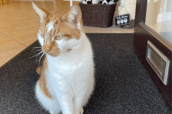 The late Minehead cat Gizmo, seen in Woolly and Wild, in The Avenue, earlier this year.