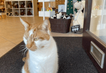 Councillors reject Gizmo the cat memorial plan for Minehead rose garden