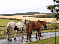 Equine training business continues despite founder's death