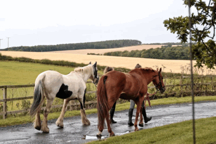Stogumber-based Lingfield Equine Distance Learning is continuing with new people delivering the courses following the death of its founder.