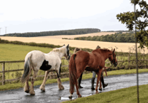 New instructors to continue Lingfield Equine Distance Learning founder's legacy