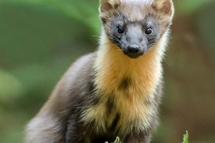 Pine Marten