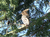 First-ever sighting of exotic hoopoe bird