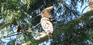 First-ever sighting of exotic hoopoe bird