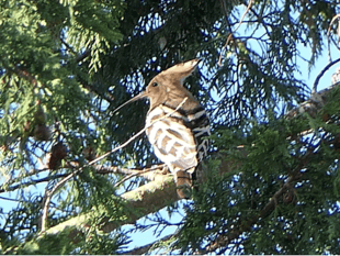First-ever sighting of exotic hoopoe bird
