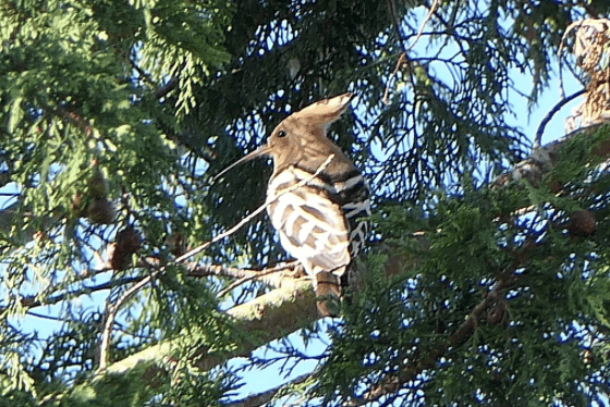 This hoopoe is believed to be the first ever spotted on Exmoor.