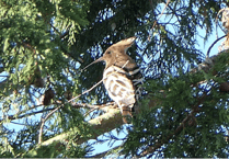 Feathers rustle as birdwatching couple spot Exmoor's first-ever hoopoe visit