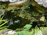 Find out what's in your pond