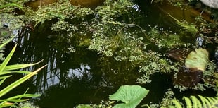 Find out what's in your pond