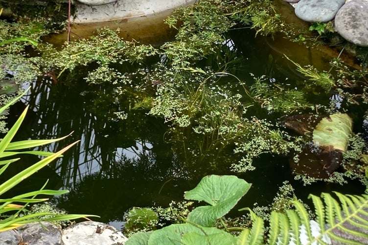 The Ponds Alive! project is coming to Dunster with a talk and walk by wildlife trust volunteer Elizabeth Atkinson.