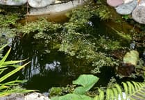 Wildlife trust volunteer Elizabeth Atkinson to explain what could be in your pond