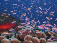Visually stunning ‘Ocean’ to show on big screen