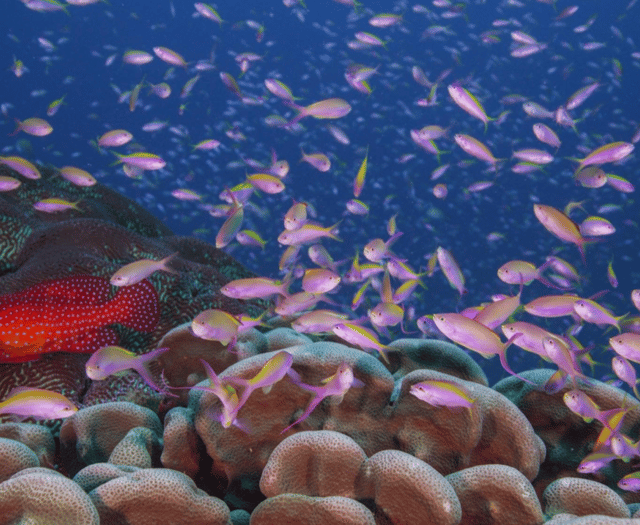 Visually stunning ‘Ocean’ to show on big screen