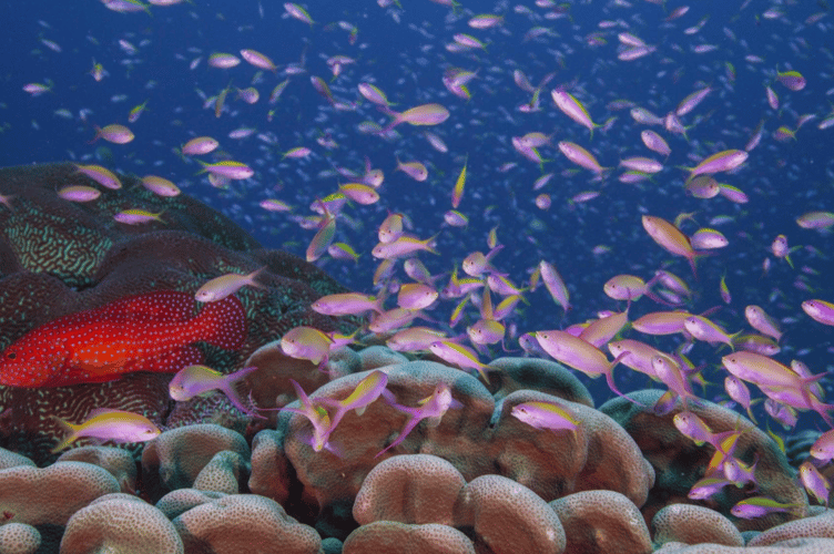Sir David Attenborough's film 'Ocean' is to have a special screening in the Regal Theatre, Minehead.