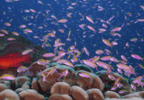 Special screening on Minehead Regal big screen of Sir David Attenborough's 'Ocean'