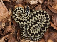 Adder sightings rise in record hot summer