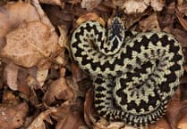 More adder sightings on Exmoor put down to hot summer and not population increase