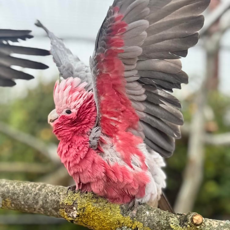 One of a group of seven galah cockatoos rescued by Tropiquria Zoo for which sponsors helped build an enclosure.