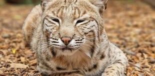 Zoo seeks help from sponsors