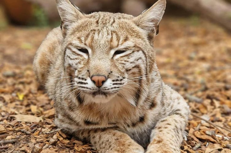 Sponsors helped build a new enclosure in Tropiquaria for rescued bobcat Bode.
