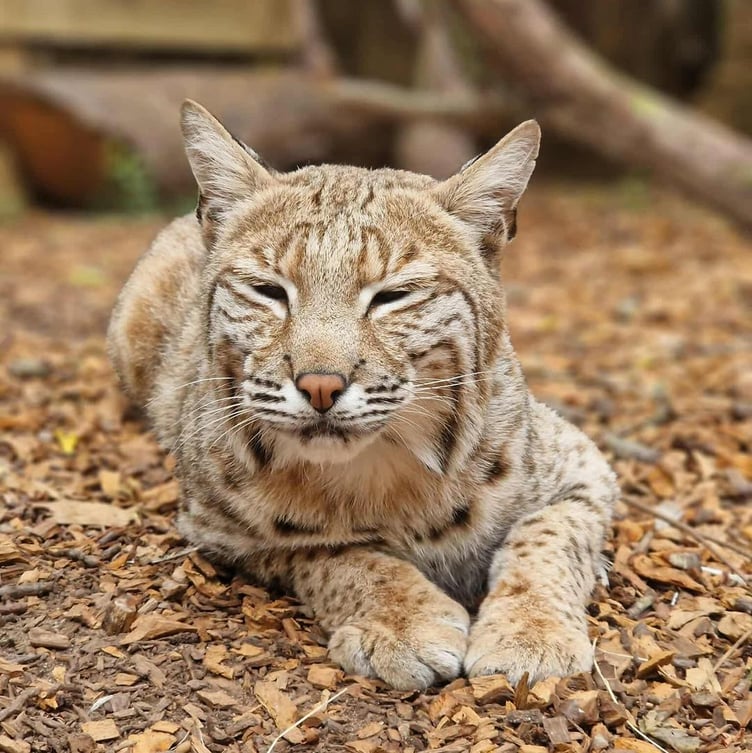 Sponsors helped build a new enclosure in Tropiquaria for rescued bobcat Bode.