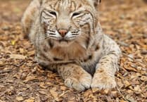 Appeal for more sponsors to help Tropiquaria Zoo continue rescue and education work