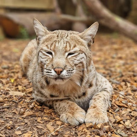 Sponsors helped build a new enclosure in Tropiquaria for rescued bobcat Bode.