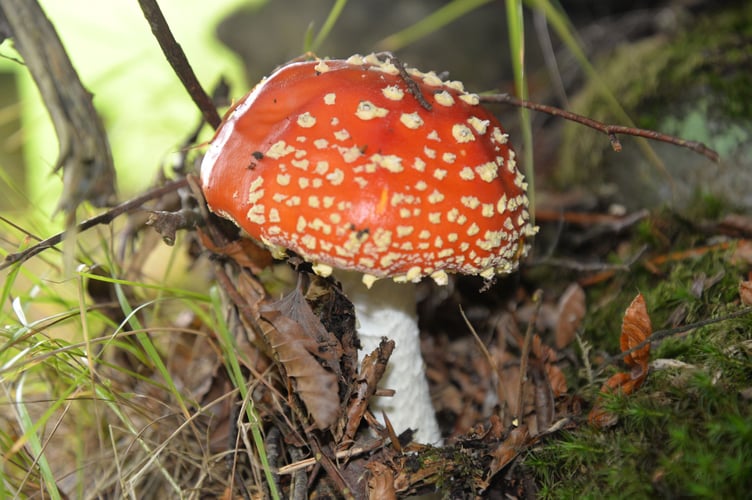 Fly Agaric Toadstool taken by Anna Fraser at Exford