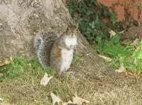 Trust starts shooting estate's grey squirrels