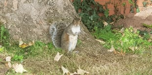 Trust starts shooting estate's grey squirrels