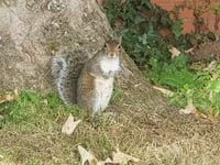 Trust starts shooting estate's grey squirrels