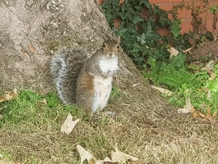 Trust starts shooting estate's grey squirrels