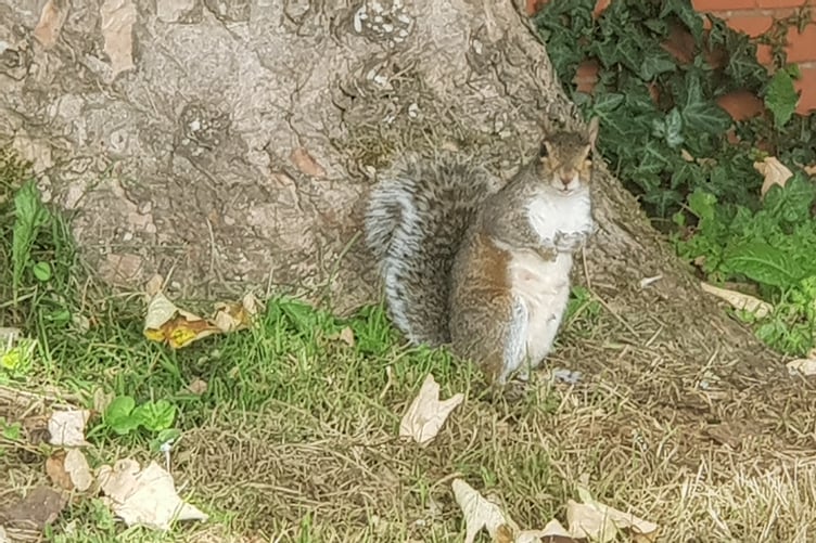 Grey squirrels are being shot on the National Trust's Holnicote estate on Exmoor.