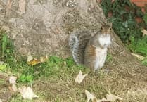 Exmoor grey squirrels shot by National Trust before native reds are reintroduced