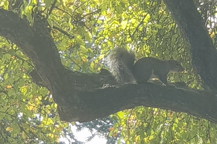 Volunteers are being trained to use air rifles to shoot grey squirrels on Exmoor.