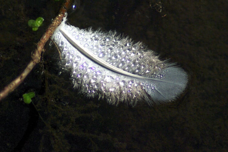 Dave Hellyer said of this image: "Saw this feather floating in the basins and was struck by the beautiful bubbles on its surface."
