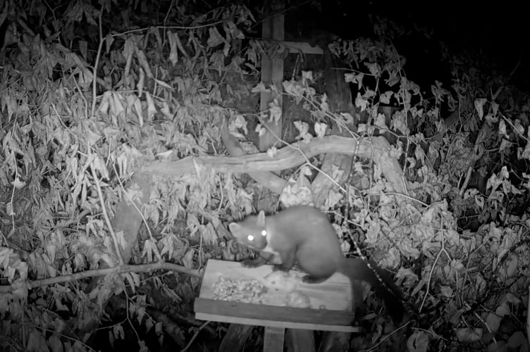 One of the released pine martens on Exmoor eating nuts left on a table for it.